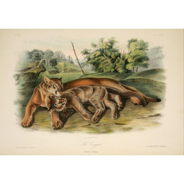 Quadrupeds of N. America 1851 Cougars Poster Print by J.W. Audubon Image 1