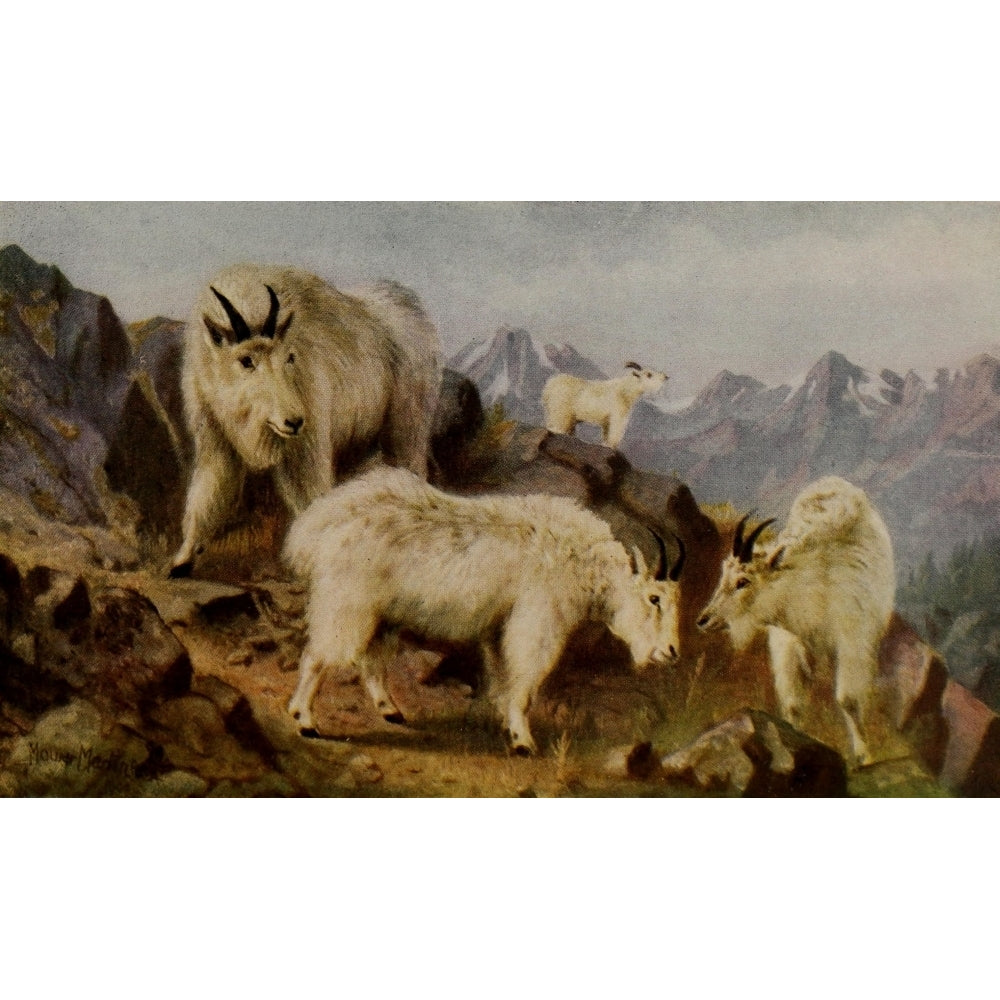 Canada 1907 Mountain Goats Poster Print by T. Mower Martin Image 2