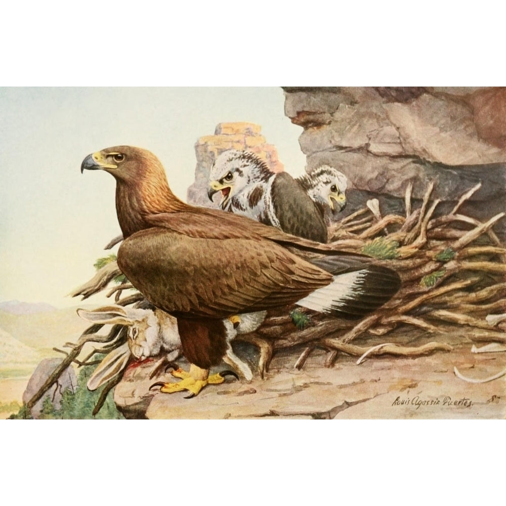 Birds of America 1923 Golden Eagle Poster Print by L.A. Fuertes Image 2