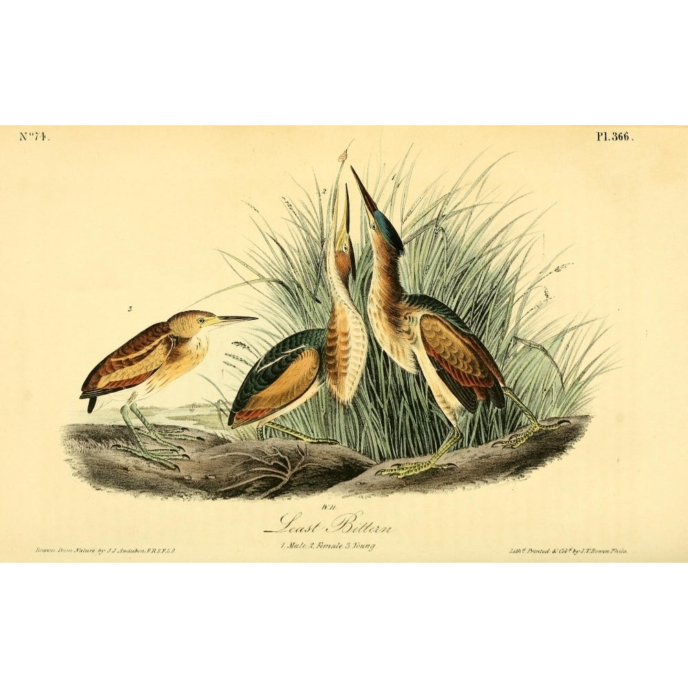 Birds of America 1844 Least Bittern Poster Print by J.J. Audubon Image 1