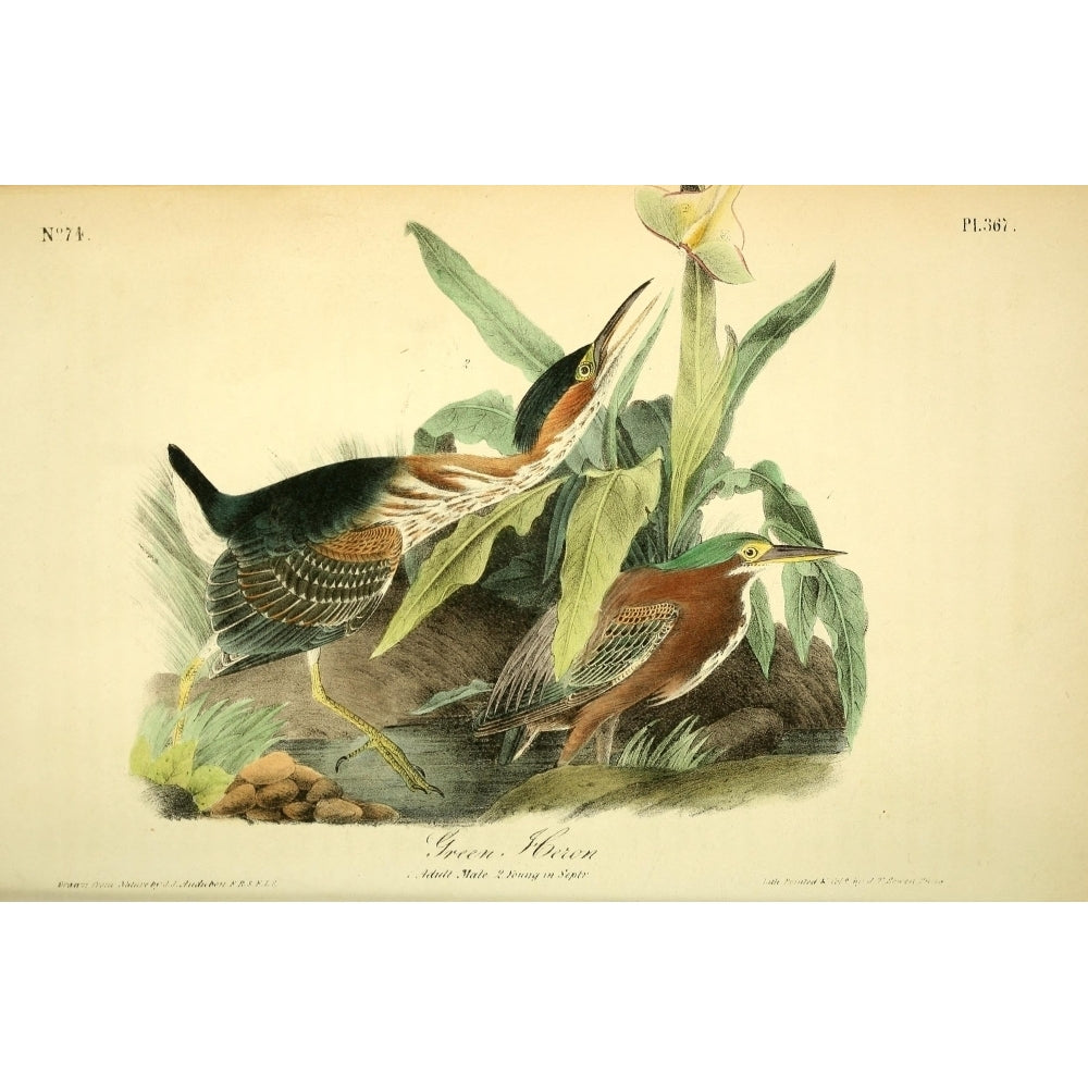 Birds of America 1844 Green Heron Poster Print by J.J. Audubon Image 1