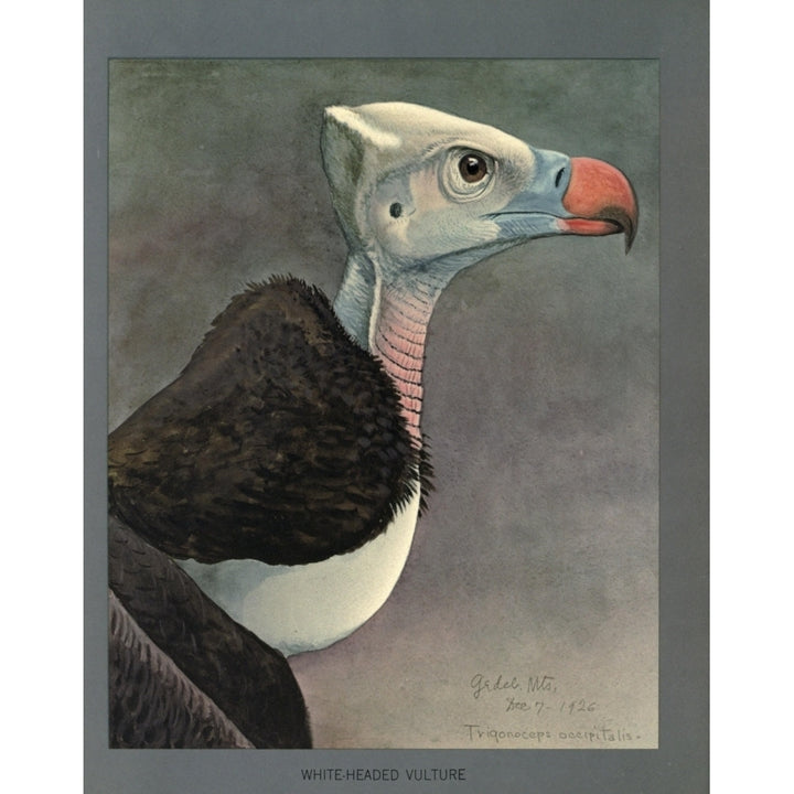 Abyssinian Birds and Mammals 1930 White-headed Vulture Poster Print by L.A. Fuertes Image 2