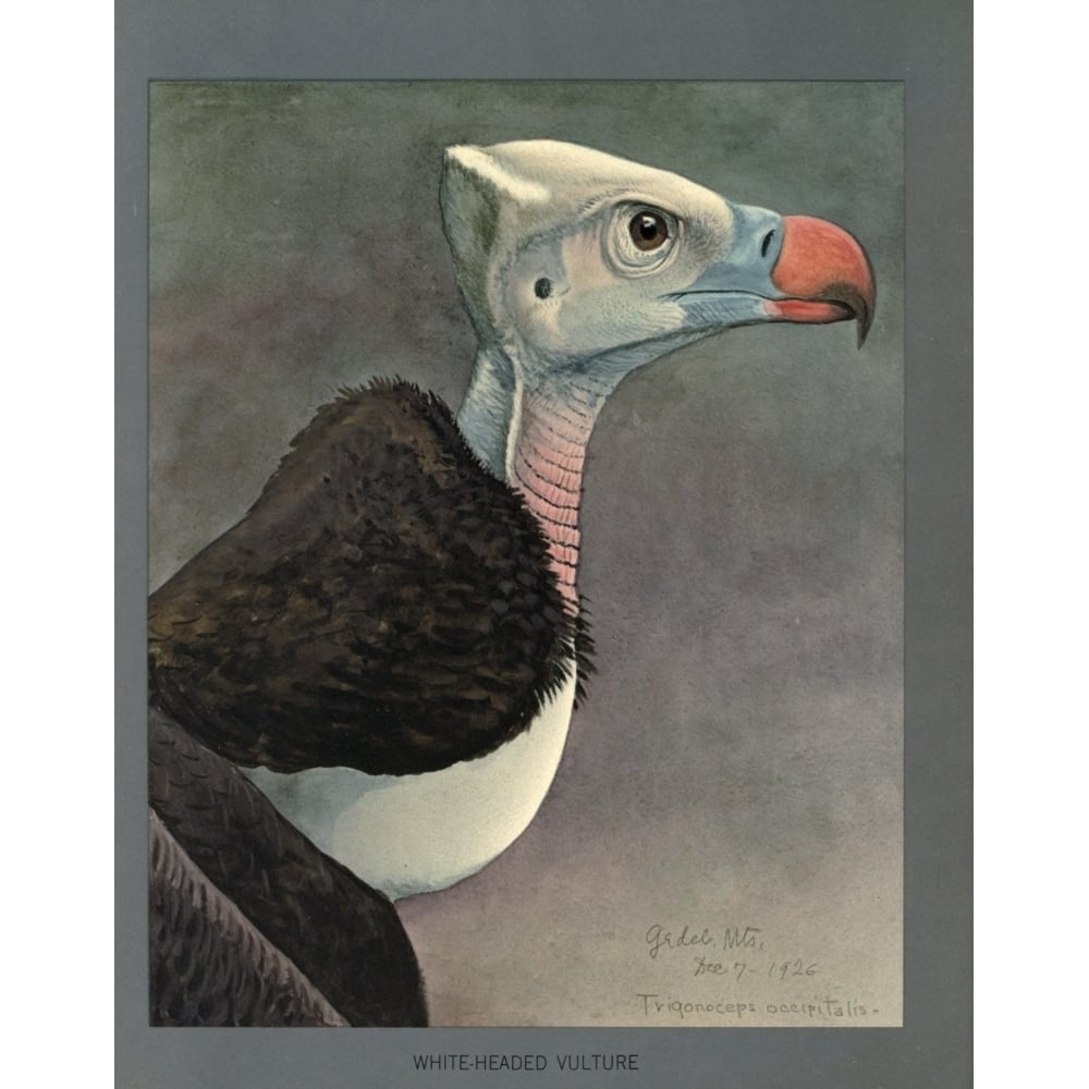 Abyssinian Birds and Mammals 1930 White-headed Vulture Poster Print by L.A. Fuertes Image 1