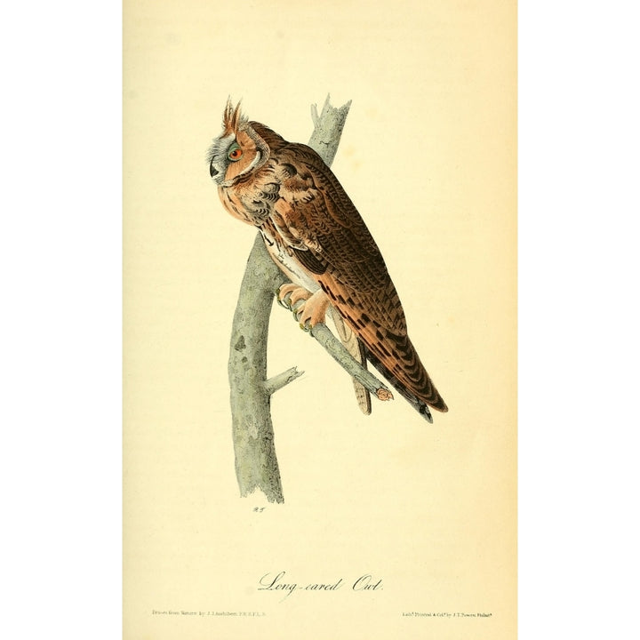 Birds of America 1844 Long-eared Owl Poster Print by J.J. Audubon Image 1