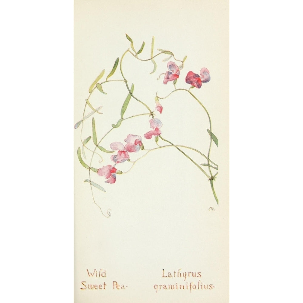 Western Wild Flowers 1915 Wild Sweet Pea Poster Print by M. Armstrong Image 1