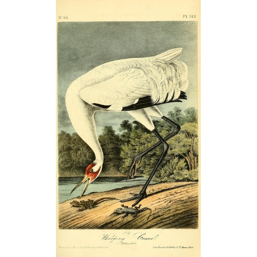 Birds of America 1844 Whooping Crane Poster Print by J.J. Audubon Image 1