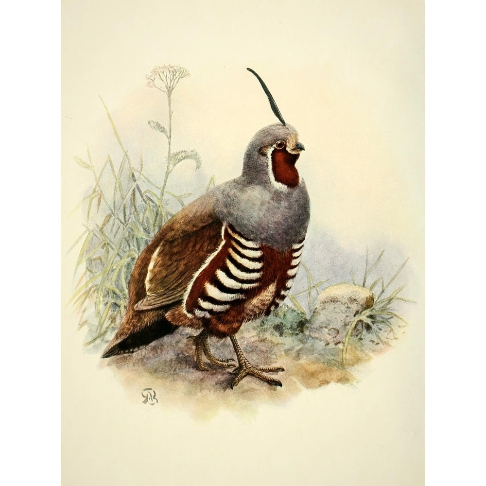 Birds of California 1923 Mountain Quail Poster Print by A. Brooks Image 1