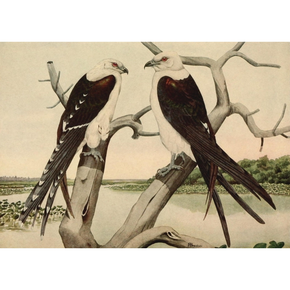 Birds of North Carolina 1919 Swallow-tailed Kite Poster Print by Rex Brasher Image 1