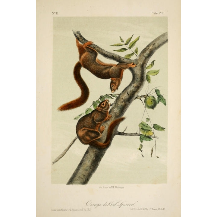 Quadrupeds of N. America 1851 Orange-bellied Squirrel Poster Print by J.J. Audubon Image 1