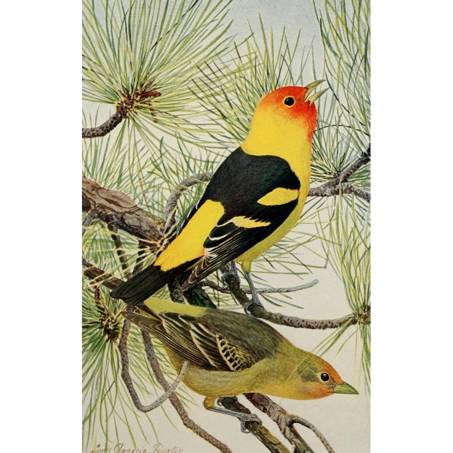 Birds of the Rockies 1902 Louisiana Tanager Poster Print by L.A. Fuertes Image 1