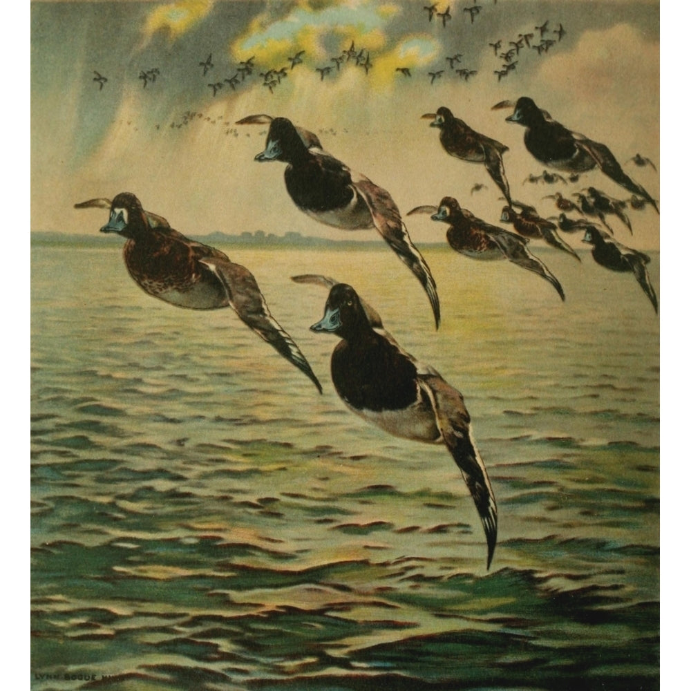 Important American Game-birds 1917 Scaup Duck Poster Print by L. Bogue Hunt Image 1