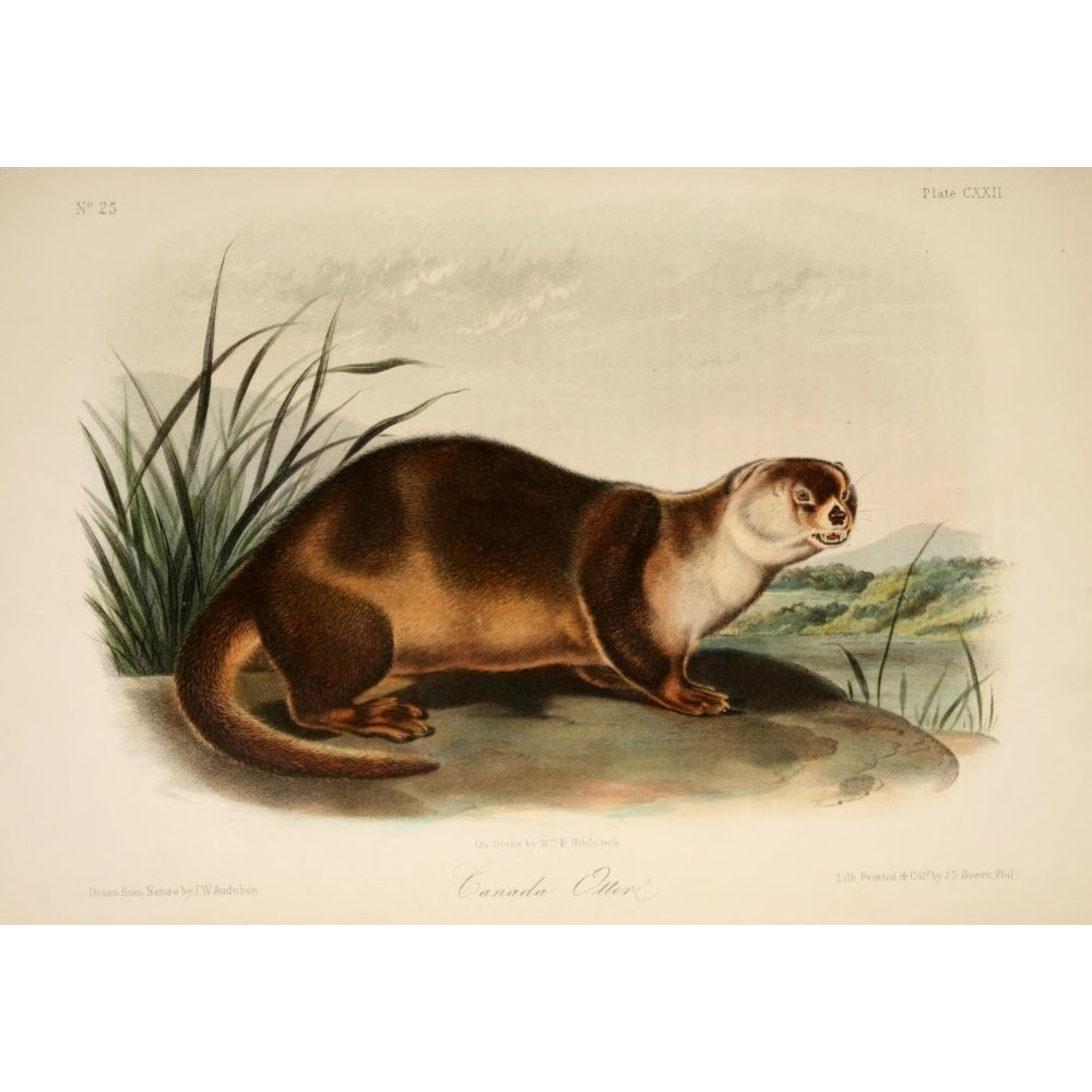 Quadrupeds of N. America 1851 Canada Otter 2 Poster Print by J.W. Audubon Image 2