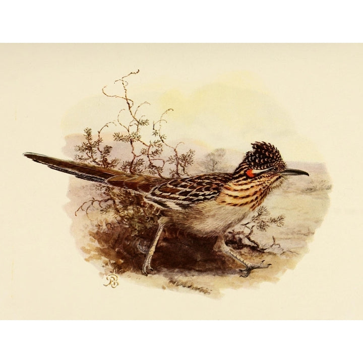 Birds of California 1923 Roadrunner Poster Print by A. Brooks Image 1