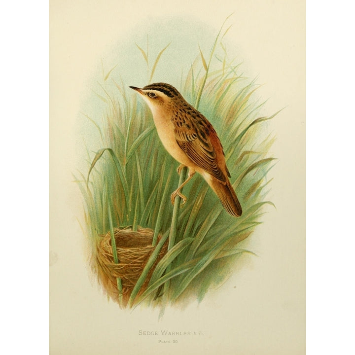 Birds of Britain and Ireland 1907 Warbler Sedge Poster Print by Henrik Gr_nvold Image 1