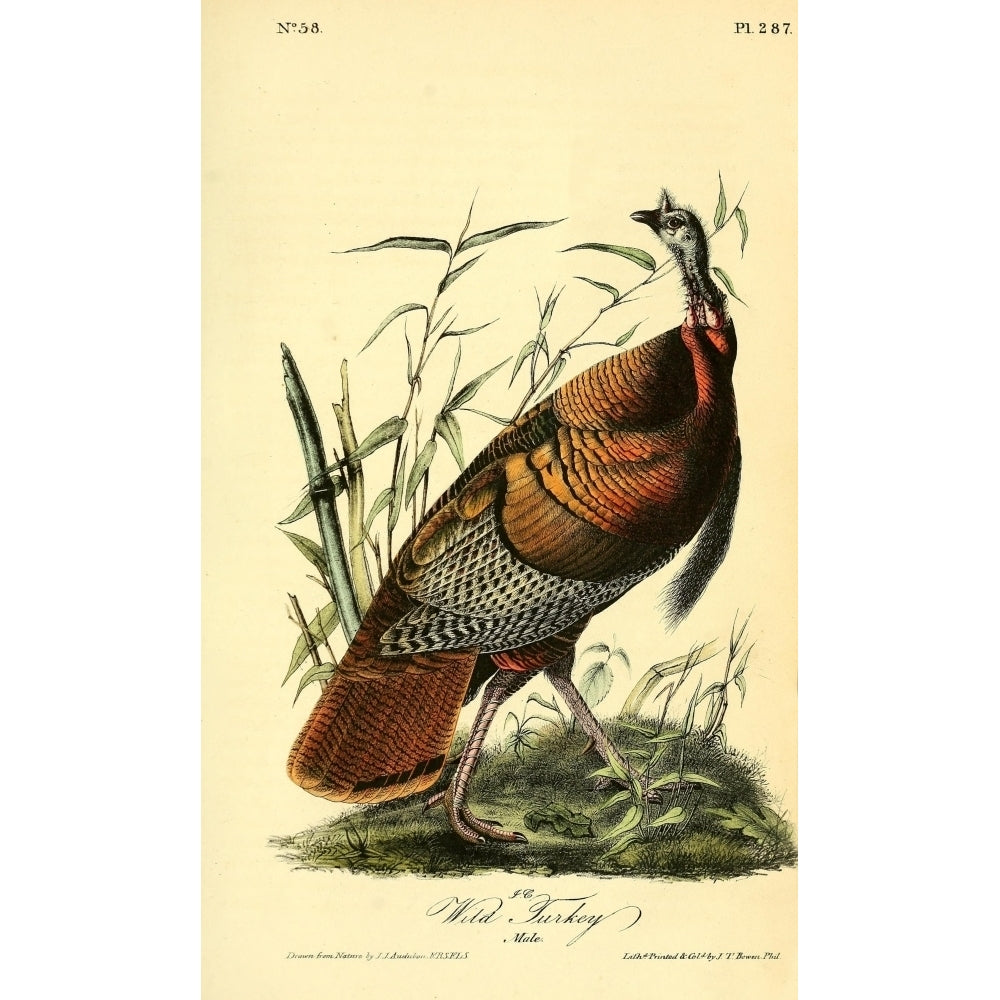 Birds of America 1844 Wild Turkey Poster Print by J.J. Audubon Image 1