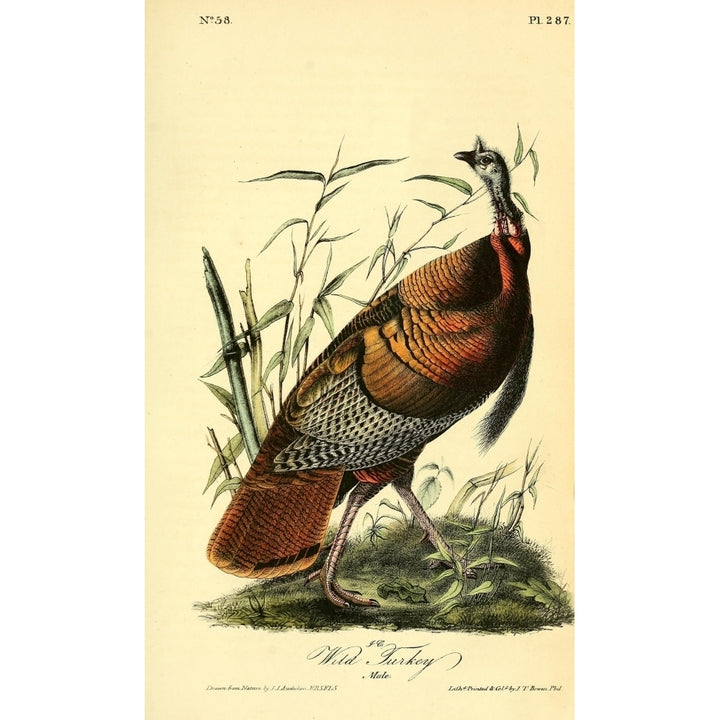 Birds of America 1844 Wild Turkey Poster Print by J.J. Audubon Image 2