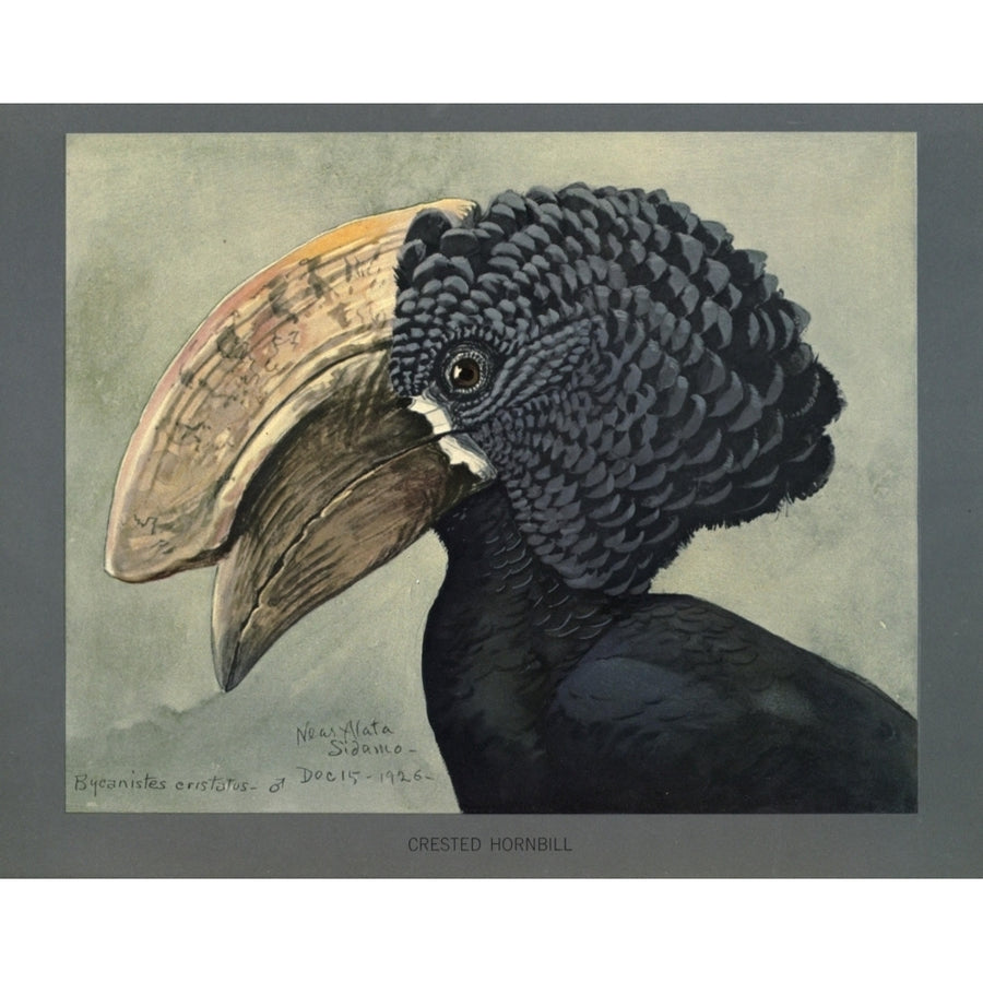 Abyssinian Birds and Mammals 1930 Crested Hornbill Poster Print by L.A. Fuertes Image 1