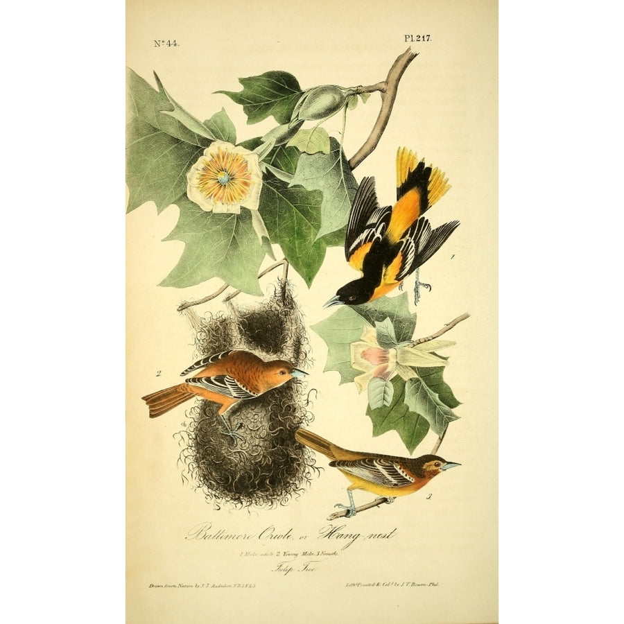 Birds of America 1844 Baltimore Oriole Poster Print by J.J. Audubon Image 1