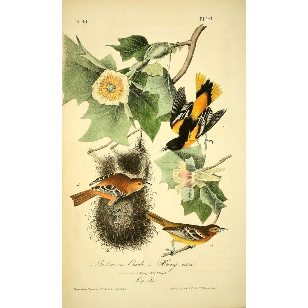 Birds of America 1844 Baltimore Oriole Poster Print by J.J. Audubon Image 2