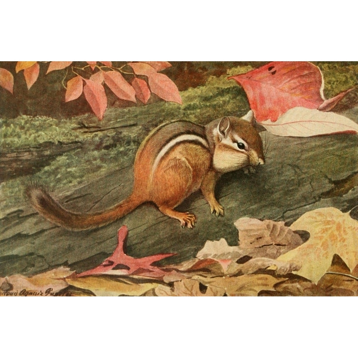 Wild Animals of N. America 1918 Eastern Chipmunk Poster Print by L.A. Fuertes Image 1