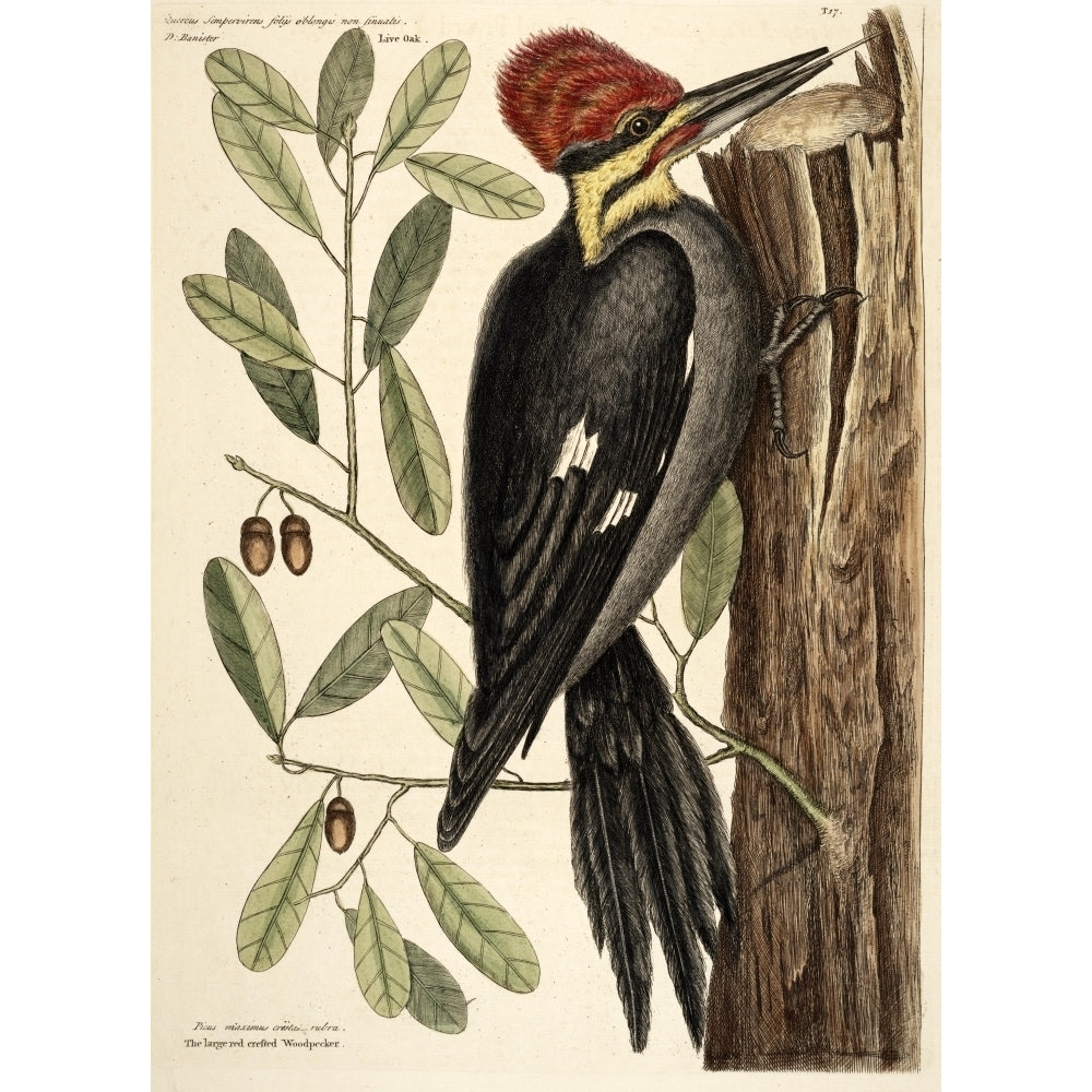 Crstd Woodpecker Poster Print by Mark Catesby Image 2