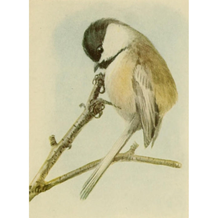 Book of Birds 1918 Chickadee Poster Print by L.A. Fuertes Image 2