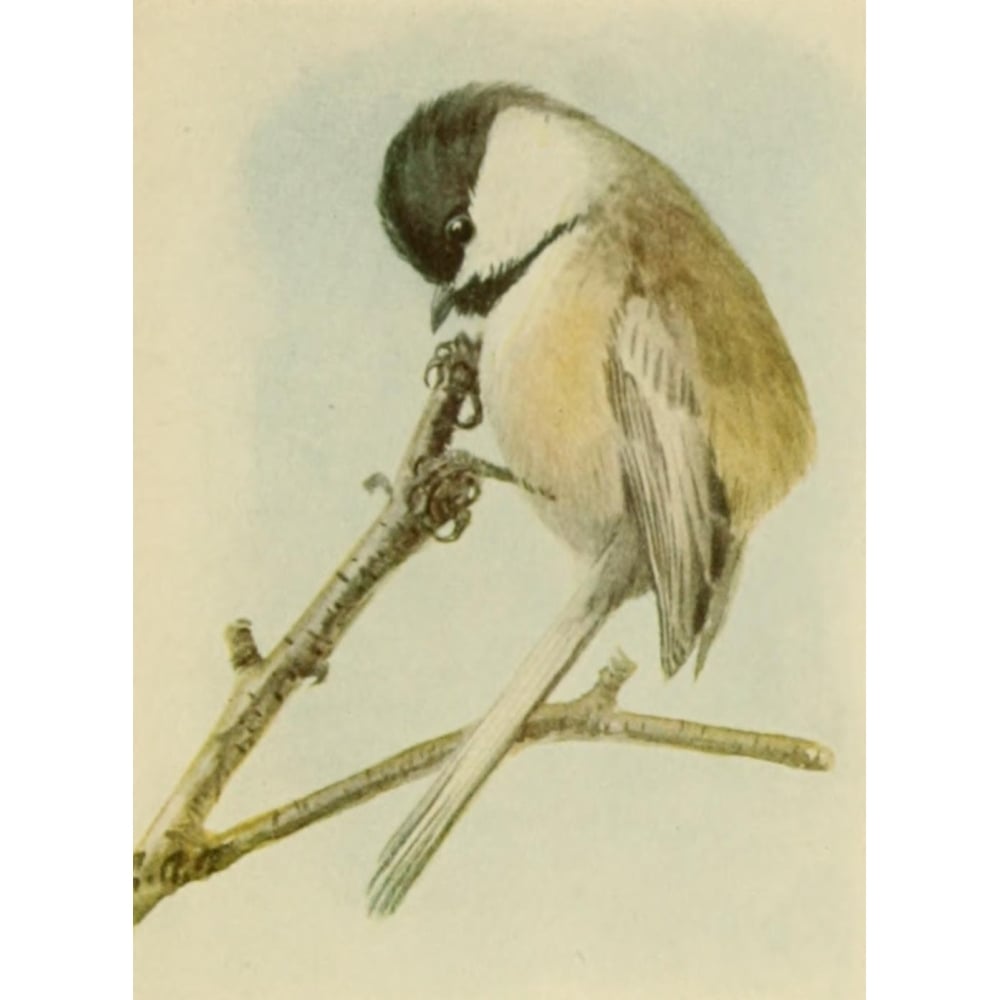 Book of Birds 1918 Chickadee Poster Print by L.A. Fuertes Image 1