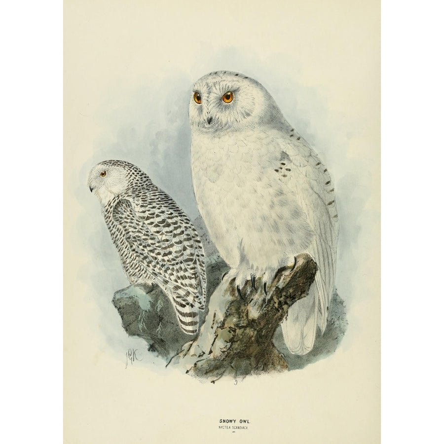 Birds of Europe 1881 Snowy Owl 2 Poster Print by John G. Keulemans Image 1