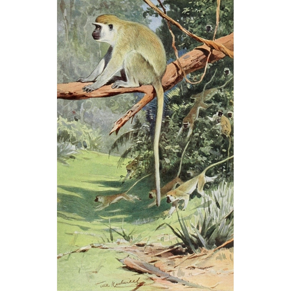 Tierleben 1920 Vervet Monkey Poster Print by F.W. Kuhnert Image 2