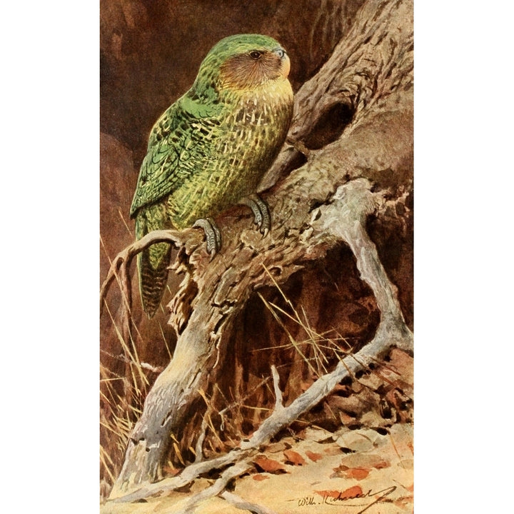 Brehms Tierleben 1911 Kakapo Poster Print by F.W. Kuhnert Image 2