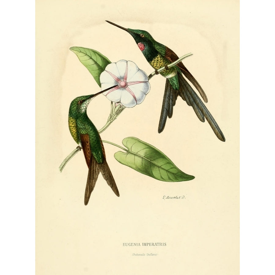 Oiseau Mouches 1874 Eugenia Imperatris Poster Print by L. Bevalet Image 1