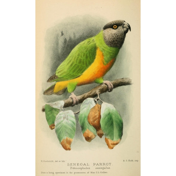 Bird Notes 1902 Senegal Parrot Poster Print by H. Goodchild Image 1