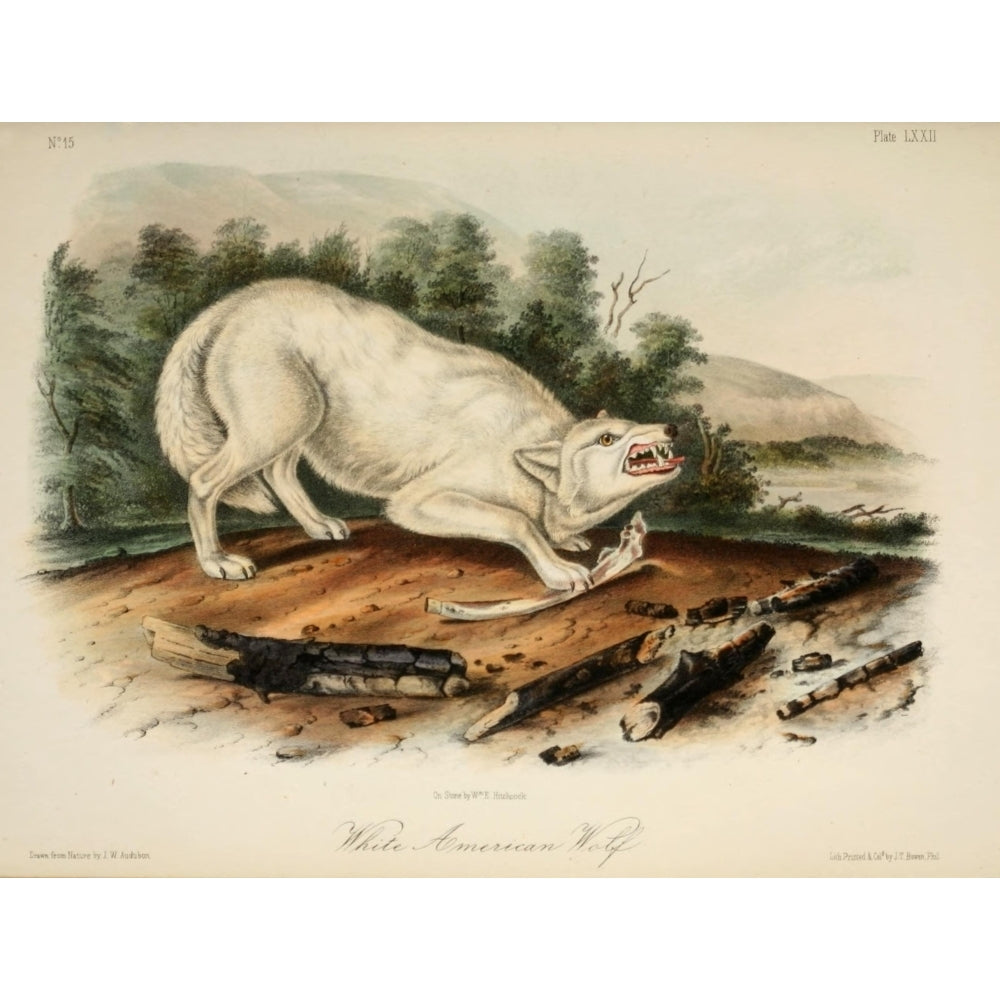 Quadrupeds of N. America 1851 White American Wolf Poster Print by J.W. Audubon Image 2