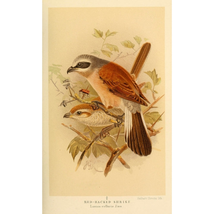 Birds of the British Islands 1885 Shrike Red-backed Poster Print by John G. Keulemans Image 1