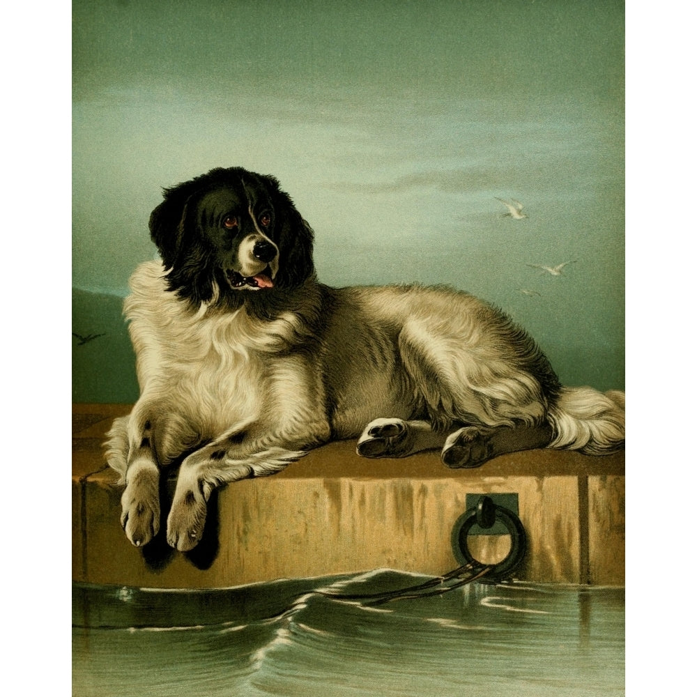 The Shepherds Dog 1870 Dash Poster Print by Edwin Landseer Image 2