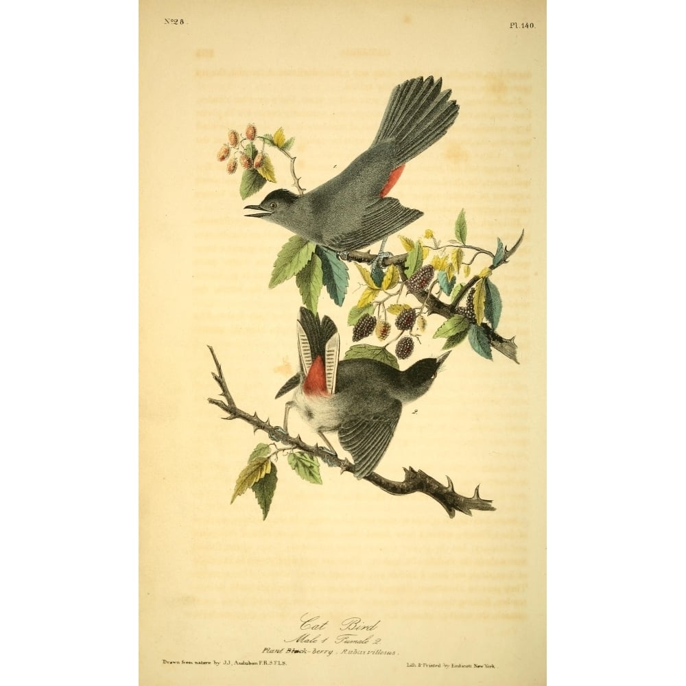 Birds of America 1844 Cat Bird Poster Print by J.J. Audubon Image 2