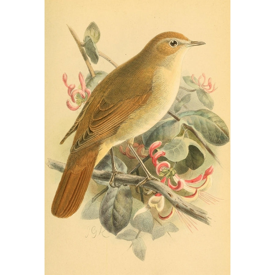 Birds of the British Islands 1885 Nightingale Poster Print by John G. Keulemans Image 1