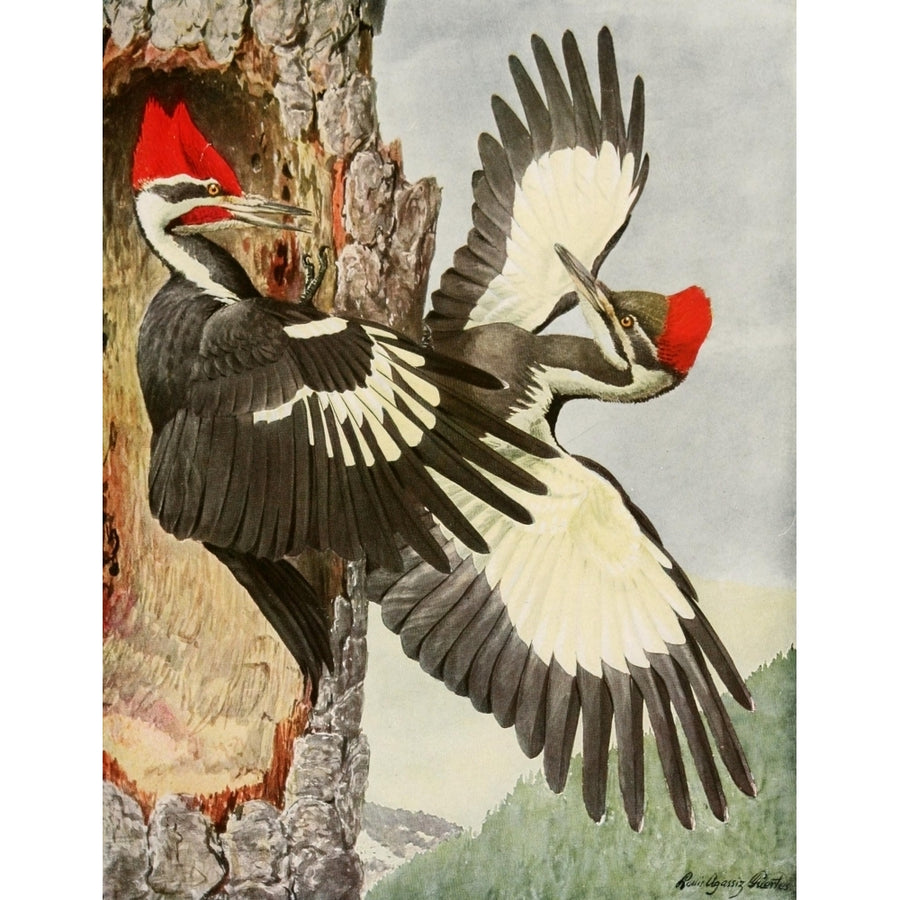 Birds of America 1923 Pileated Woodpecker Poster Print by L.A. Fuertes Image 1