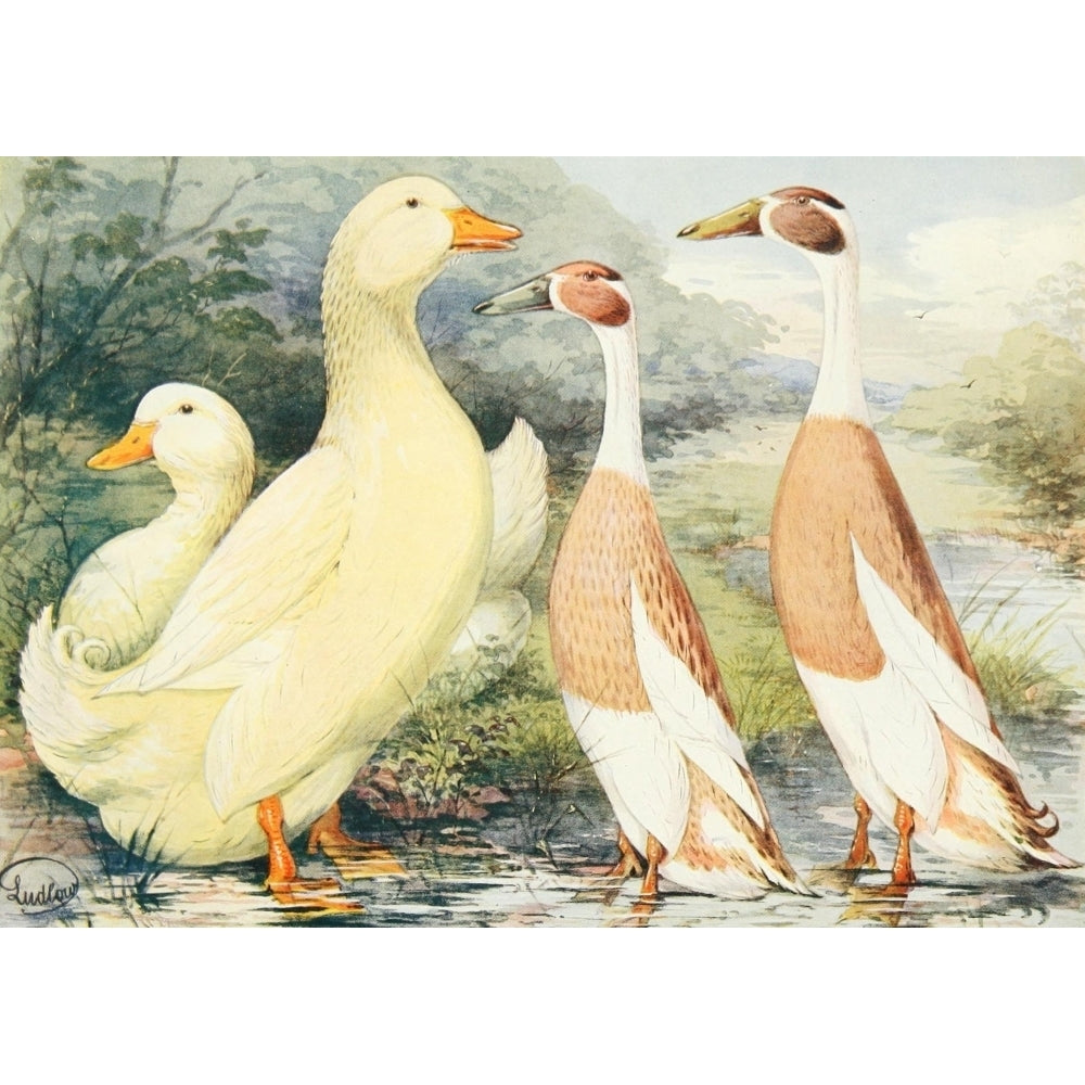 Wrights Book of Poultry nd Pekin and Indian Runner Ducks Poster Print by J.W. Ludlow Image 2