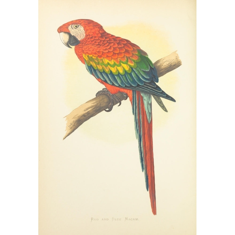 Parrots in Captivity 1884 Red and Blue Macaw Poster Print by A.F. Lydon Image 1