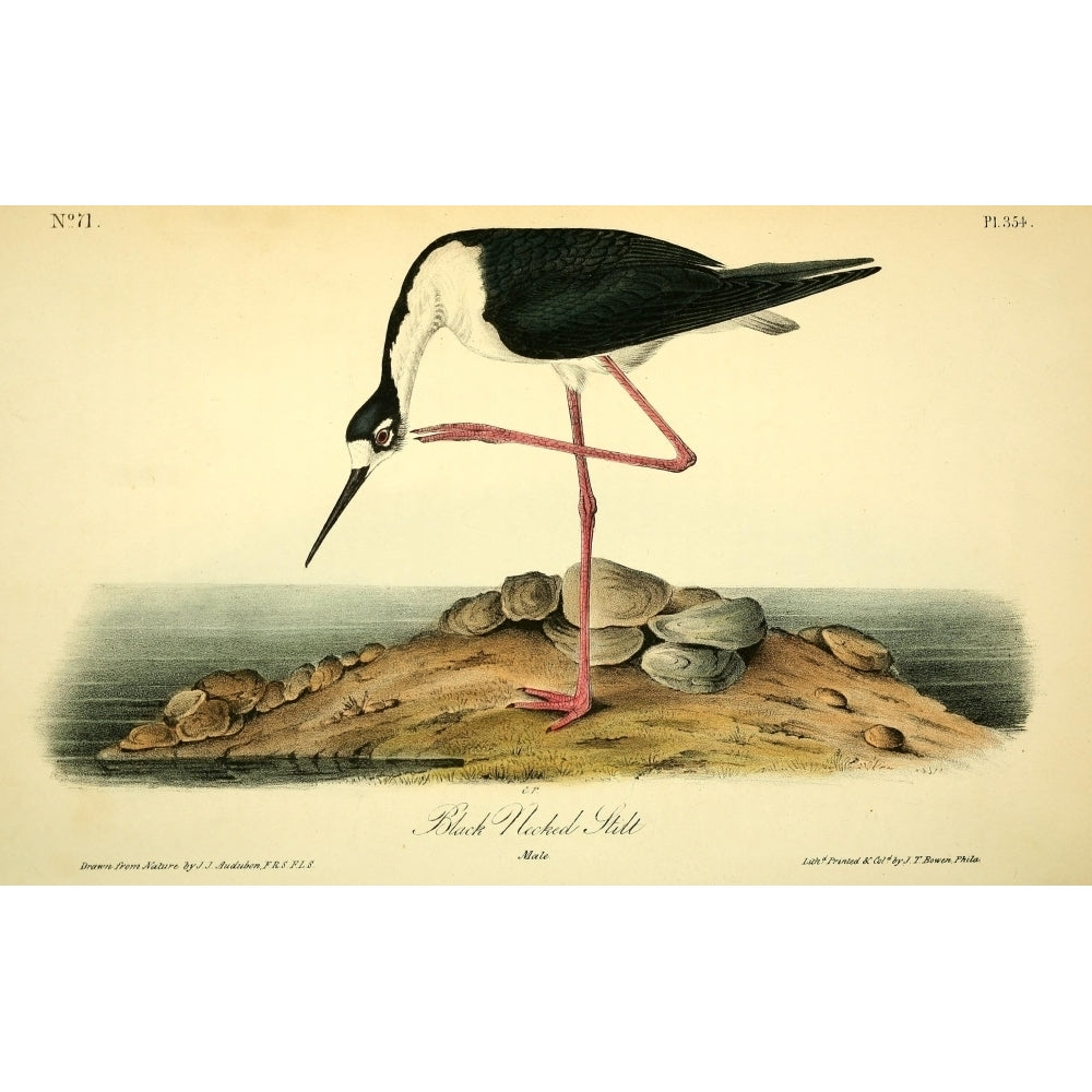 Birds of America 1844 Black-necked Stilt Poster Print by J.J. Audubon Image 1