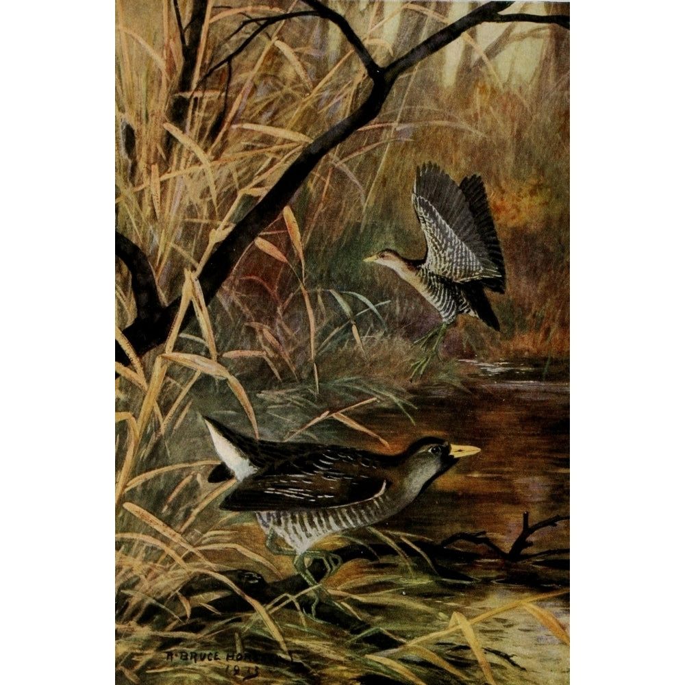 Bird-Lore 1922 Sora Poster Print by R.B. Horsfall Image 1