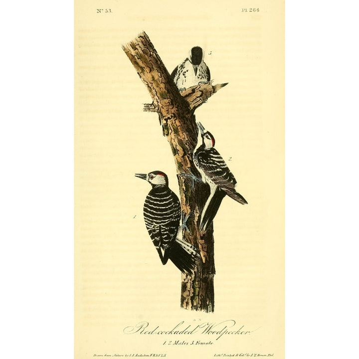 Birds of America 1844 Red Cockaded Woodpecker Poster Print by J.J. Audubon Image 1