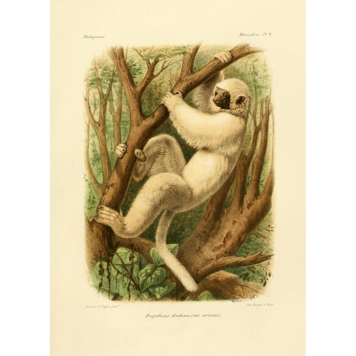 Bocourt et Faguet Natural History of Madagascar 1885 Diademed Sifaka 1 Poster Print by Bocourt et Faguet Image 1