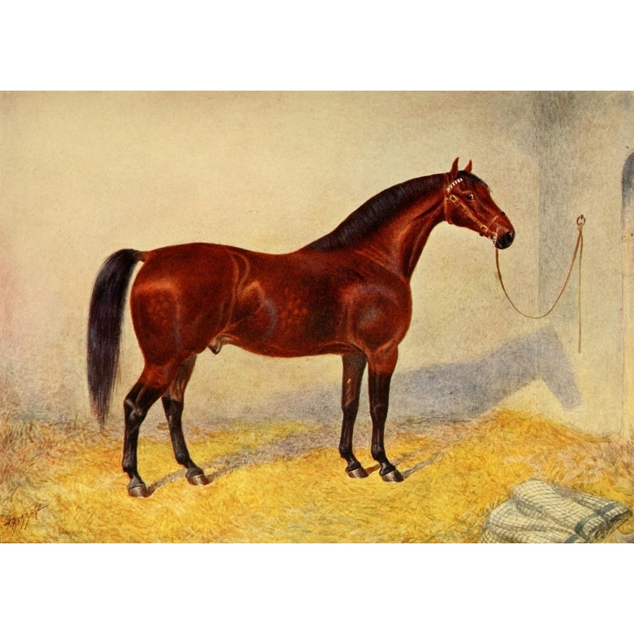 Book of the Horse 1911 Cleveland Bay Stallion Poster Print by Frank Babbage Image 1