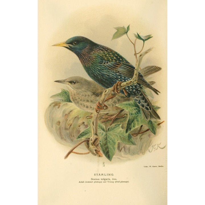 Birds of the British Islands 1885 Starling 1 Poster Print by John G. Keulemans Image 1