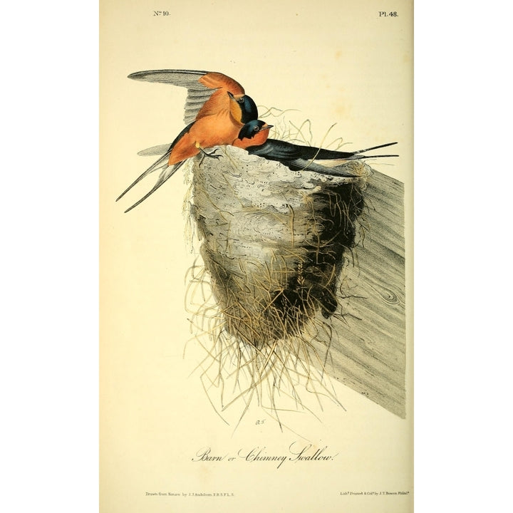 Birds of America 1844 Barn or Chimney Swallow Poster Print by J.J. Audubon Image 1