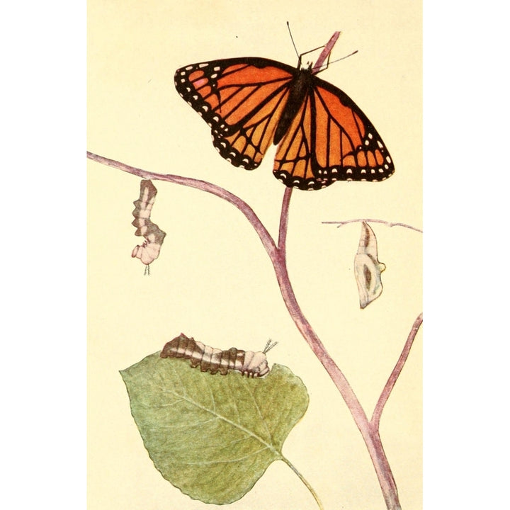 Butterflies Worth Knowing 1923 Stages of the Viceroy Poster Print by Willey I. Beecroft Image 1