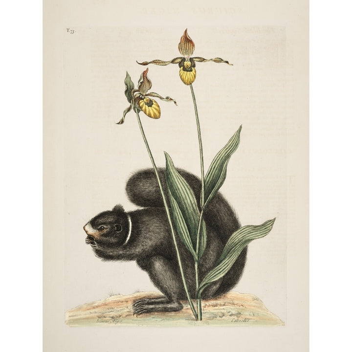 Black Squirrel Poster Print by Mark Catesby Image 2