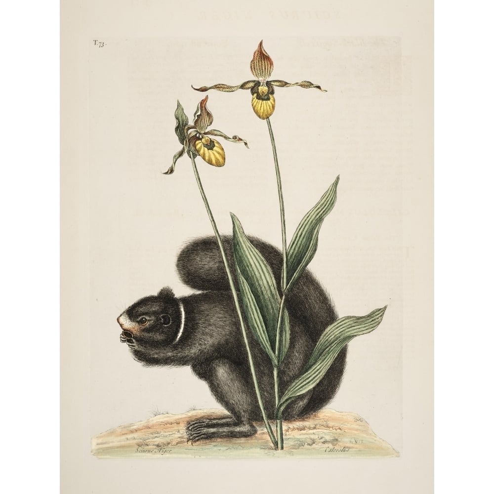 Black Squirrel Poster Print by Mark Catesby Image 1